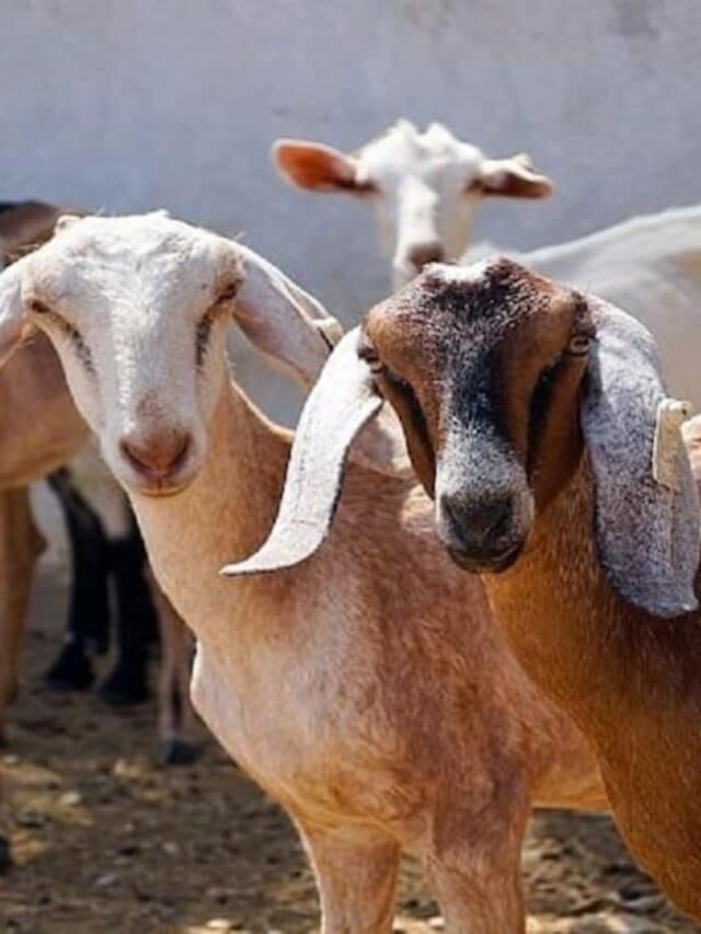 Bakri Palan Yojana Online Apply : बकरी पालन के लिए सरकार दे रही है सुनहरा मौका, जल्दी करें आवेदन ?